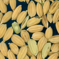 column KERNELS