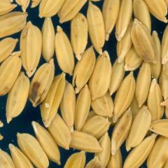 column KERNELS