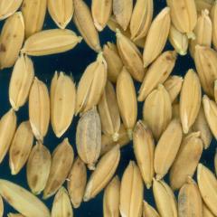 column KERNELS