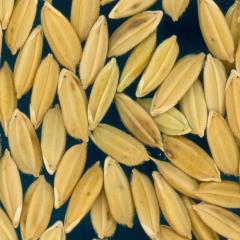 column KERNELS