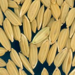Click for 3 image(s) for this accession. KERNELS