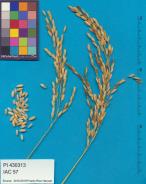column PANICLE