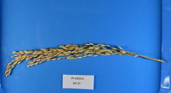 column Panicle