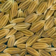Click for 2 image(s) for this accession. Image