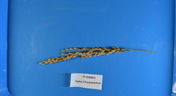 column Panicle