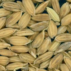 KERNELS