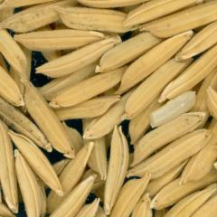 Click for 3 image(s) for this accession. KERNELS