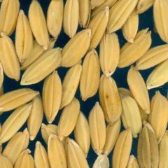 column KERNELS