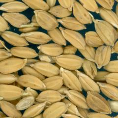 Click for 4 image(s) for this accession. KERNELS