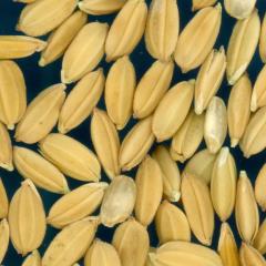 Click for 3 image(s) for this accession. KERNELS