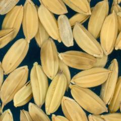 column KERNELS