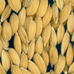 column KERNELS