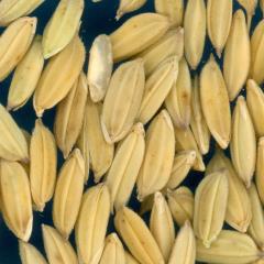 column KERNELS