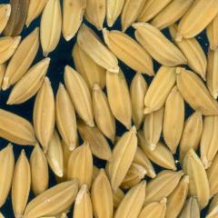 column KERNELS