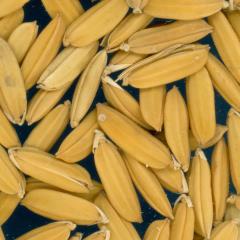 column KERNELS