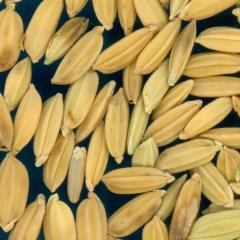 column KERNELS