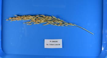 column Panicle