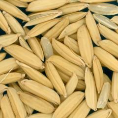 Click for 3 image(s) for this accession. KERNELS