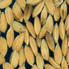 column KERNELS