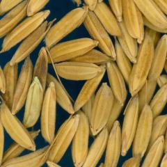Click for 3 image(s) for this accession. KERNELS