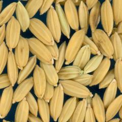 column KERNELS