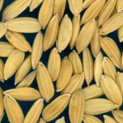 column KERNELS