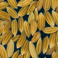 column KERNELS