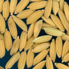 column KERNELS