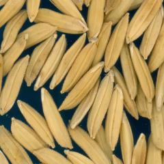 column KERNELS