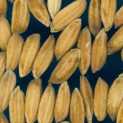 column KERNELS