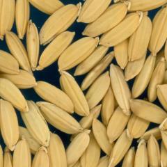 column KERNELS