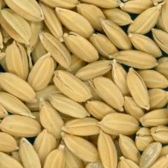 Click for 4 image(s) for this accession. KERNELS