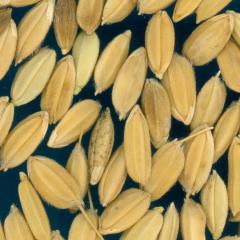 column KERNELS