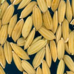 column KERNELS