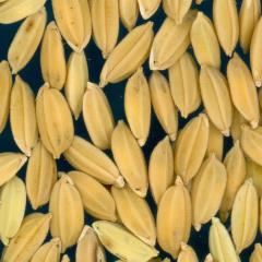 column KERNELS