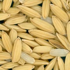 Click for 3 image(s) for this accession. KERNELS