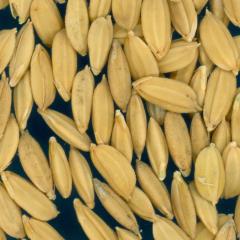 column KERNELS