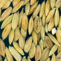 column KERNELS