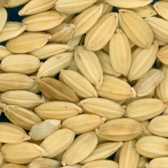 Click for 3 image(s) for this accession. KERNELS