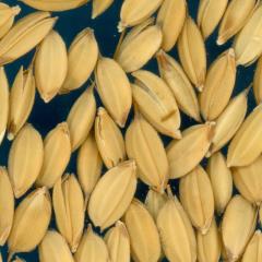 Click for 3 image(s) for this accession. KERNELS