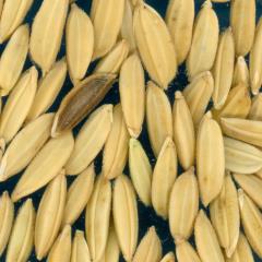 column KERNELS
