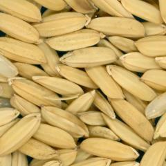 Click for 3 image(s) for this accession. KERNELS