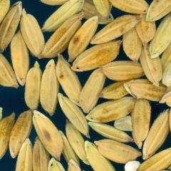 column KERNELS