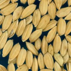 column KERNELS