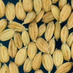 column KERNELS