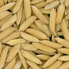 Click for 3 image(s) for this accession. KERNELS
