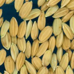 column KERNELS