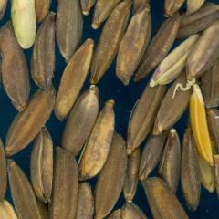 column KERNELS