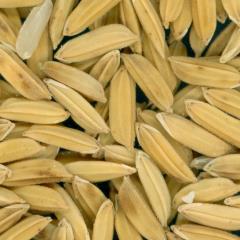 Click for 3 image(s) for this accession. KERNELS