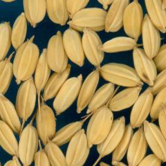column KERNELS